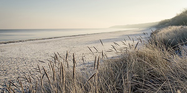 Ein Strand mit diversen Gräsern im Vordergrund und der Wasserkante im Hintergrund, Cisco Meraki